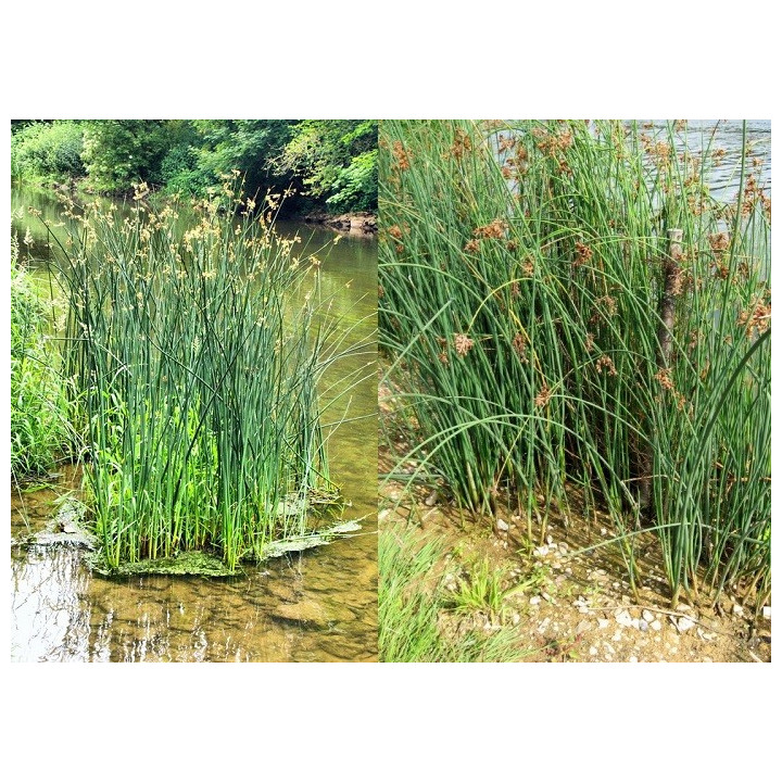 Scirpus lacustris- Tavi káka