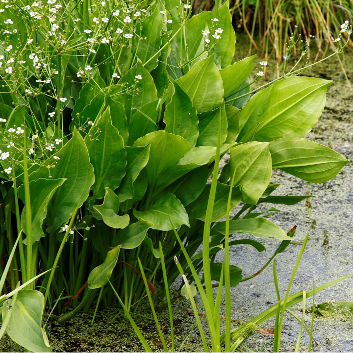 Alisma plantago-aquatica - Vízi hídőr