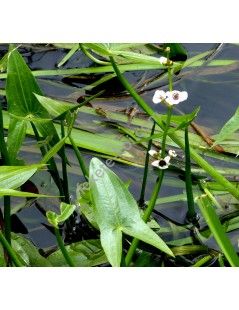 Sagittaria sagittifolia - Közönséges nyílfű