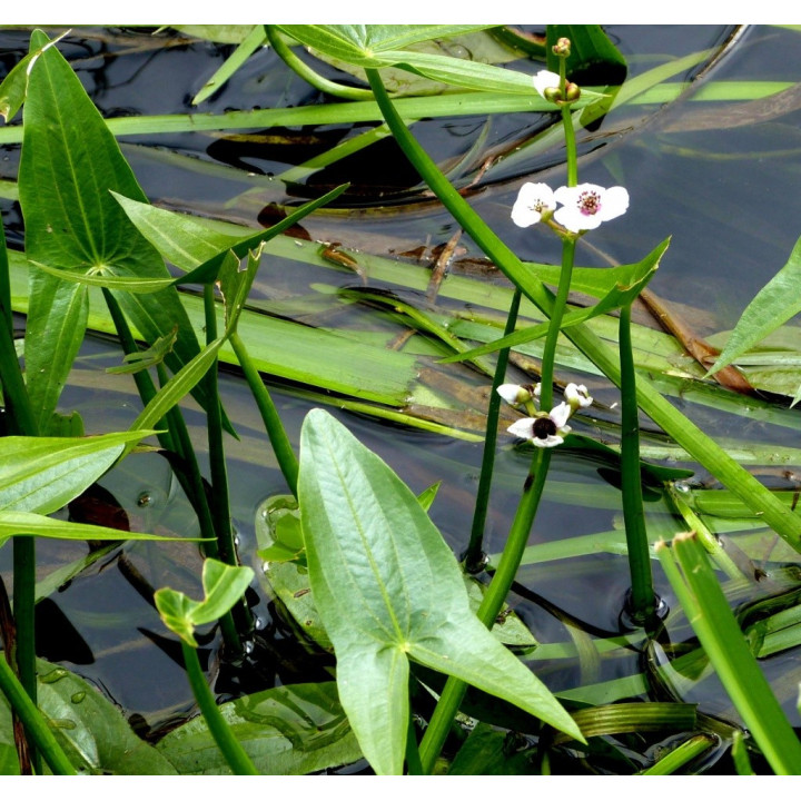 Sagittaria sagittifolia - Közönséges nyílfű