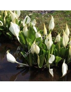 Lysichiton camtschatcensis - Fehér lápbuzogány