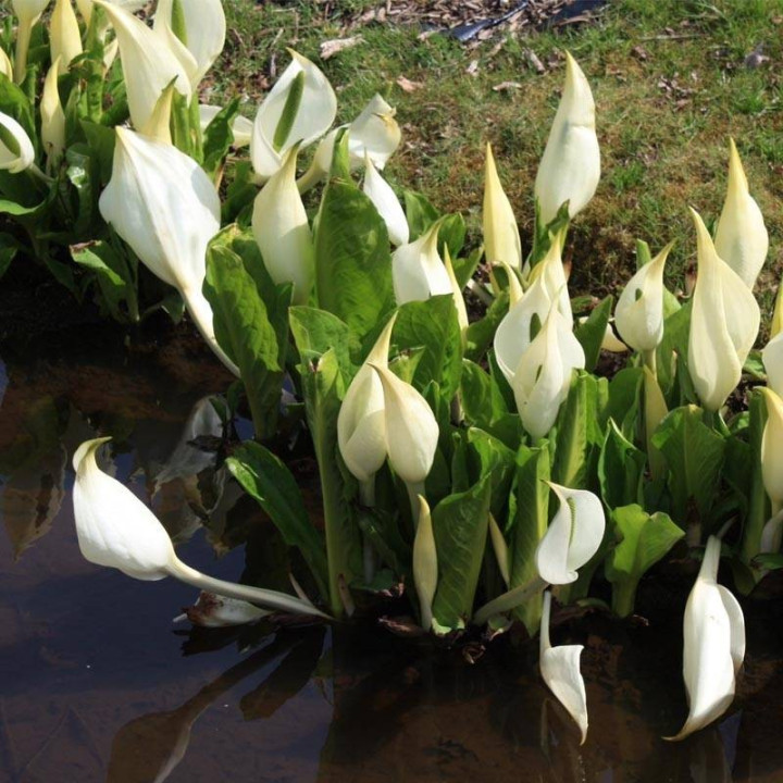Lysichiton camtschatcensis - Fehér lápbuzogány