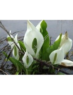 Lysichiton camtschatcensis - Fehér lápbuzogány