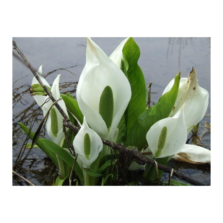 Lysichiton camtschatcensis - Fehér lápbuzogány