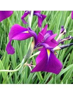 Iris ensata Variegata  - Kék Japán írisz