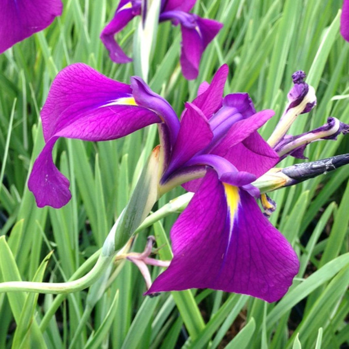 Iris ensata Variegata  - Kék Japán írisz