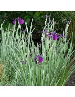 Iris ensata Variegata  - Kék Japán írisz