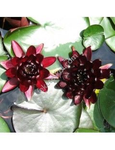 Nymphaea Black Princess tavirózsa cserép nélkül