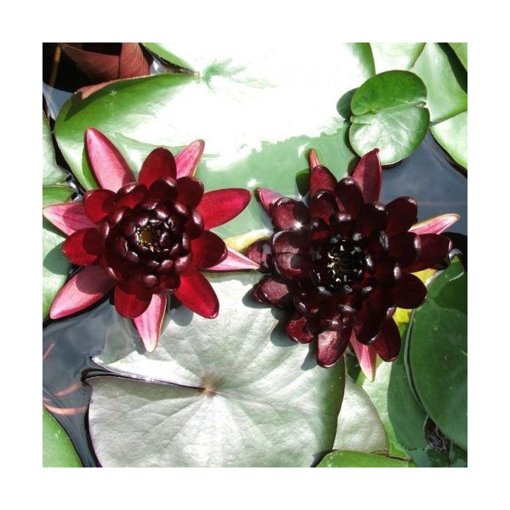 Nymphaea Black Princess tavirózsa cserép nélkül