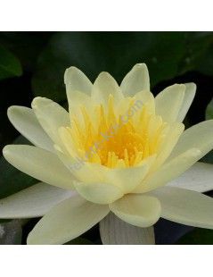 Nymphaea 'Chromatella' cserép nélkül