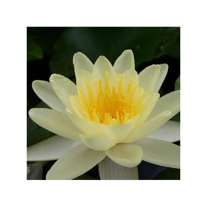 Nymphaea 'Chromatella' cserép nélkül