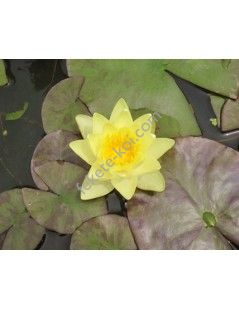 Nymphaea 'Chromatella' cserép nélkül