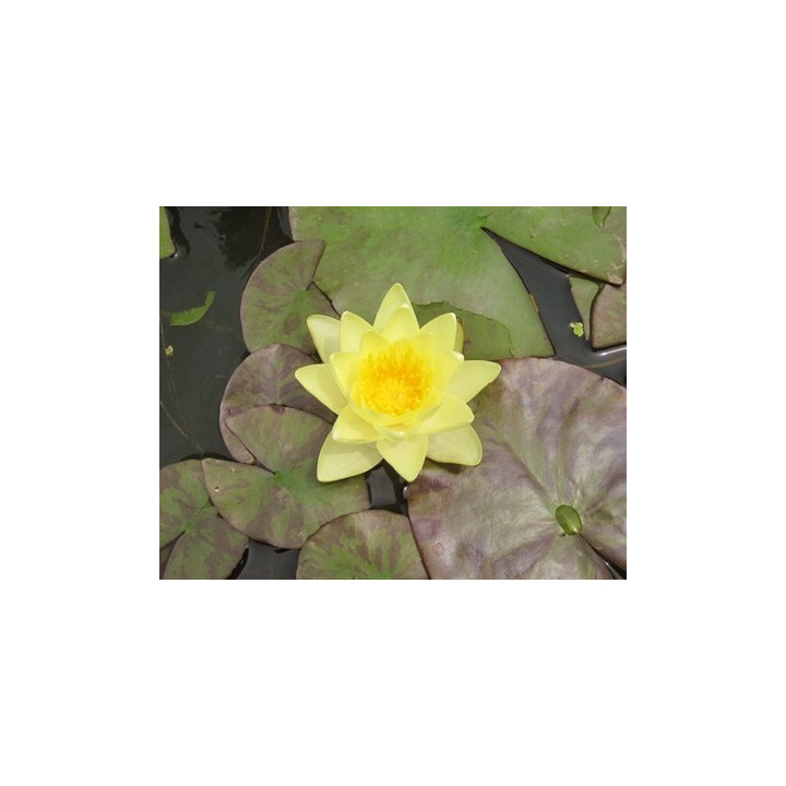 Nymphaea 'Chromatella' cserép nélkül
