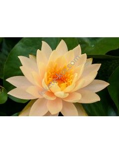 Nymphaea Clyde Ikins tavirózsa cserép nélkül