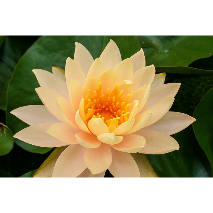 Nymphaea Clyde Ikins tavirózsa cserép nélkül