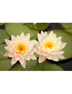 Nymphaea Clyde Ikins tavirózsa cserép nélkül