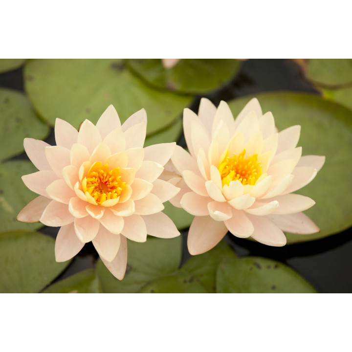 Nymphaea Clyde Ikins tavirózsa cserép nélkül