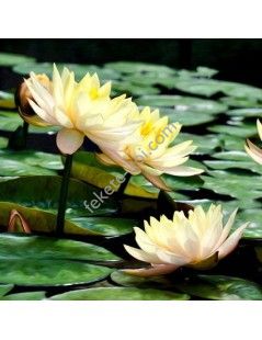 Nymphaea Clyde Ikins tavirózsa cserép nélkül