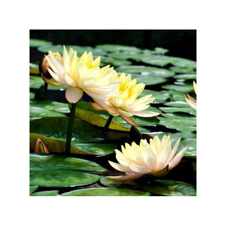 Nymphaea Clyde Ikins tavirózsa cserép nélkül