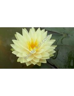 Nymphaea Concordia tavirózsa cserép nélkül