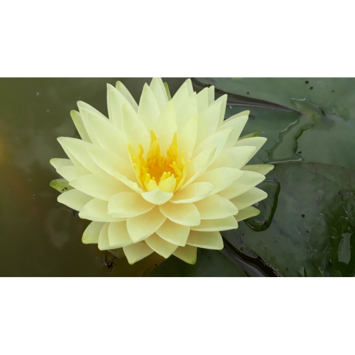 Nymphaea Concordia tavirózsa cserép nélkül