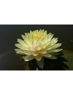 Nymphaea Concordia tavirózsa cserép nélkül