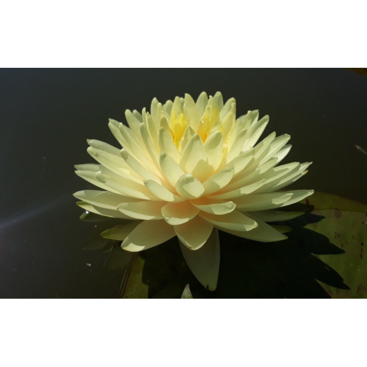 Nymphaea Concordia tavirózsa cserép nélkül