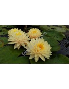 Nymphaea Concordia tavirózsa cserép nélkül