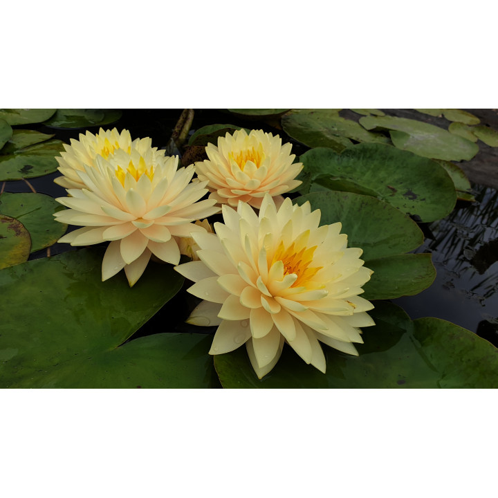 Nymphaea Concordia tavirózsa cserép nélkül