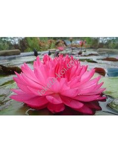 Nymphaea Fuchsia Pom Pom tavirózsa cserép nélkül