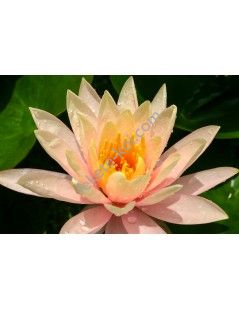 Nymphaea Georgia Peach tavirózsa cserép nélkül