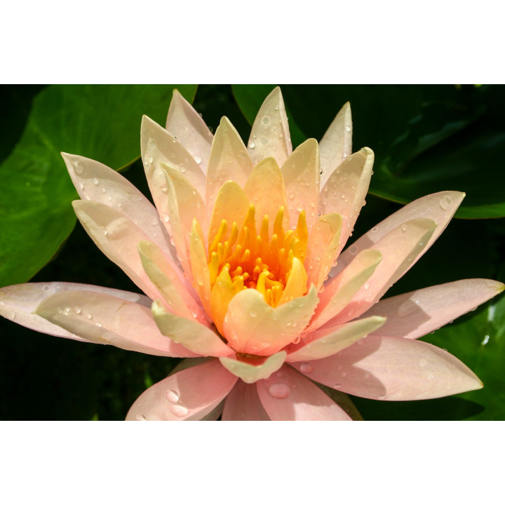 Nymphaea Georgia Peach tavirózsa cserép nélkül