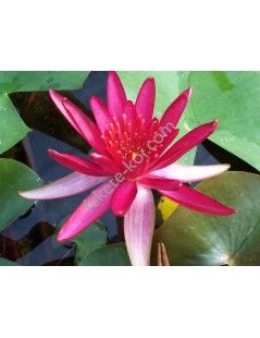 Nymphaea Hidden Violet tavirózsa cserép nélkül