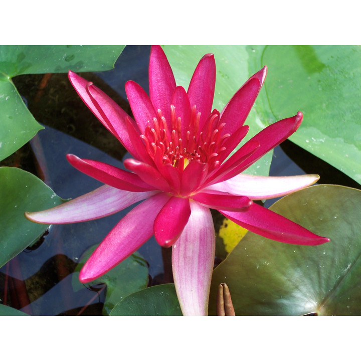 Nymphaea Hidden Violet tavirózsa cserép nélkül