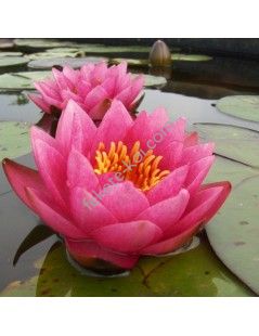 Nymphaea James Brydon tavirózsa cserép nélkül