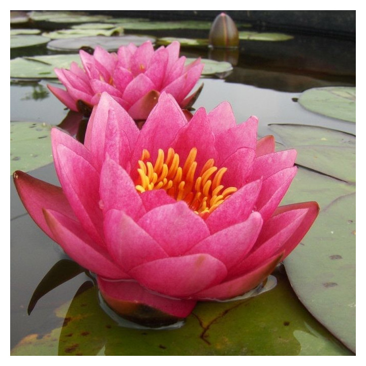 Nymphaea James Brydon tavirózsa cserép nélkül