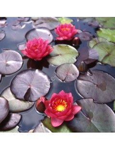 Nymphaea James Brydon tavirózsa cserép nélkül