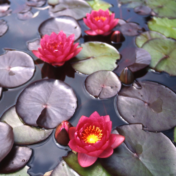 Nymphaea James Brydon tavirózsa cserép nélkül