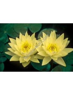 Nymphaea Joey Tomocik tavirózsa cserép nélkül