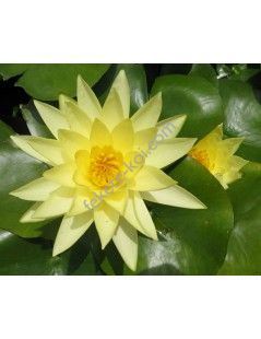 Nymphaea Joey Tomocik tavirózsa cserép nélkül