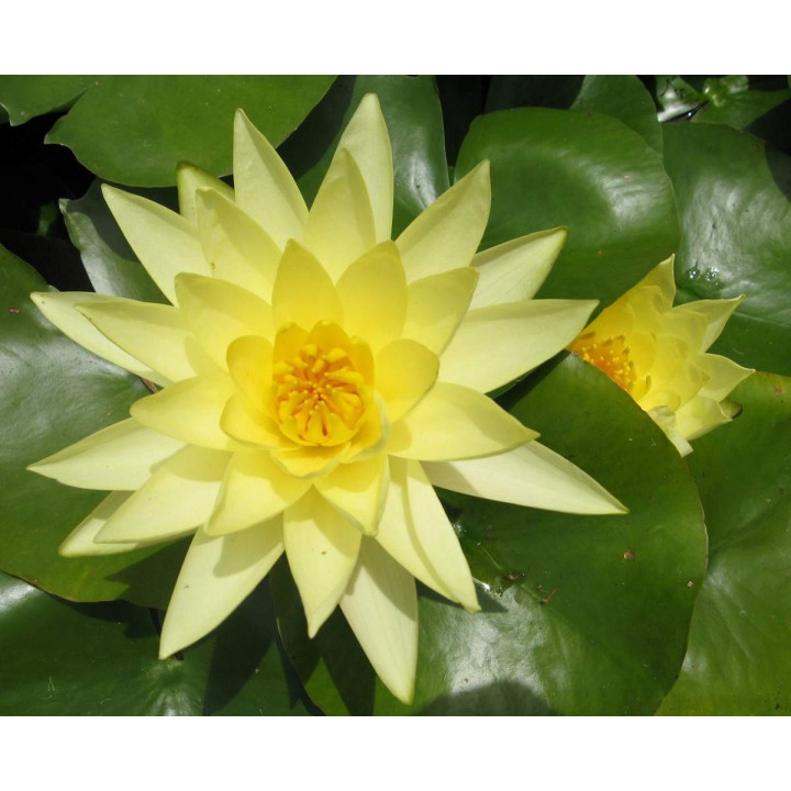 Nymphaea Joey Tomocik tavirózsa cserép nélkül