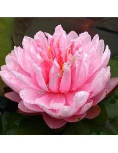 Nymphaea Lilypons tavirózsa cserép nélkül