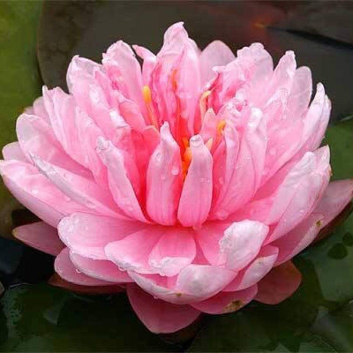 Nymphaea Lilypons tavirózsa cserép nélkül