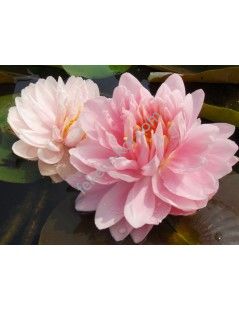 Nymphaea Lilypons tavirózsa cserép nélkül