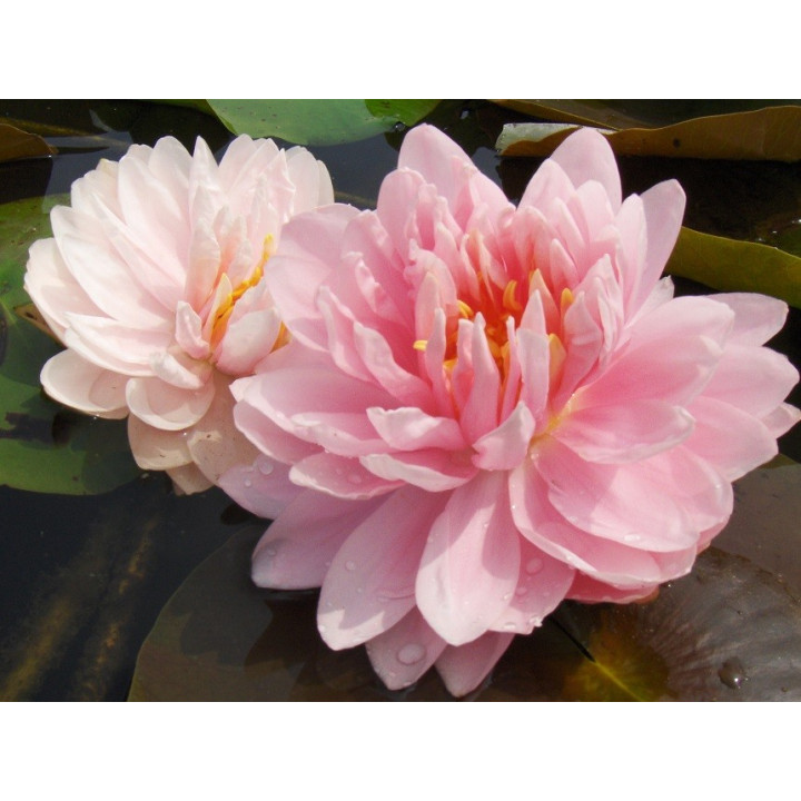 Nymphaea Lilypons tavirózsa cserép nélkül