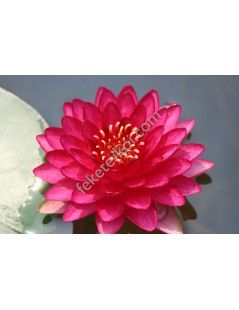 Nymphaea Manee Red tavirózsa cserép nélkül