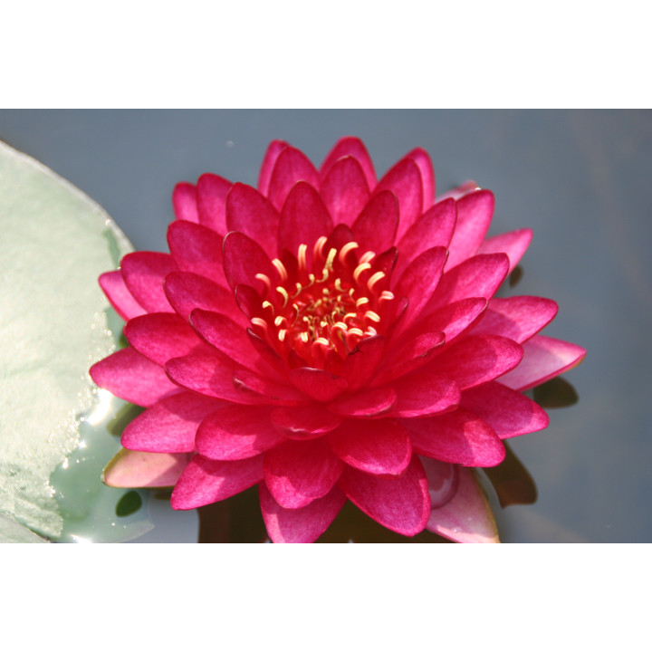 Nymphaea Manee Red tavirózsa cserép nélkül