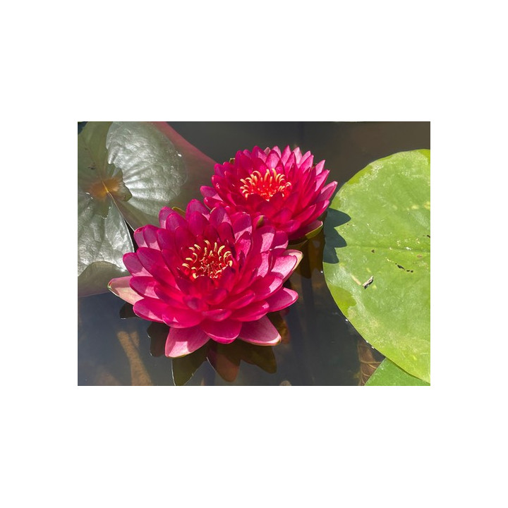 Nymphaea Manee Red tavirózsa cserép nélkül