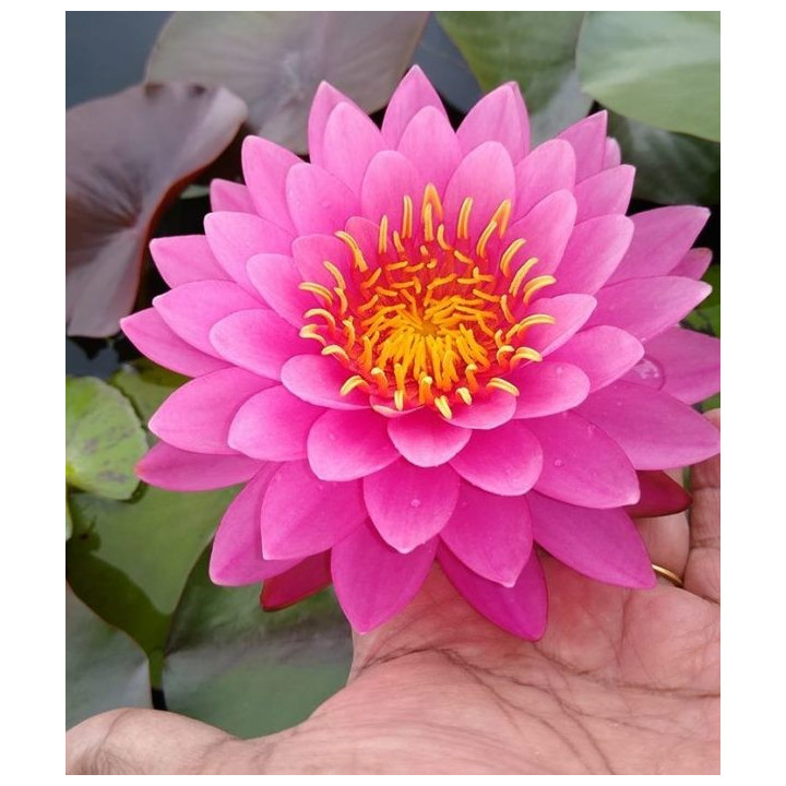 Nymphaea Miss Siam tavirózsa cserép nélkül