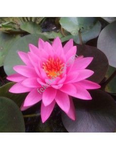 Nymphaea mayala cserép nélkül